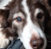 Syndicate, Border Collie, braun-weiß, Porträt von vorn
